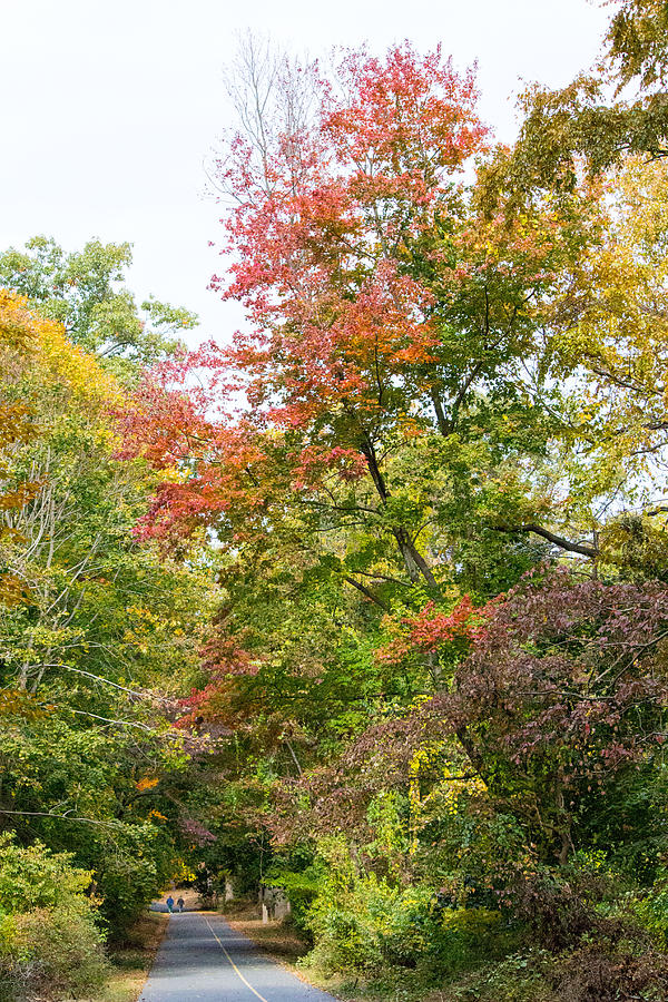 Fall foliage at Caumsett State Historic Park Preserve #3 Photograph by Susan Jensen