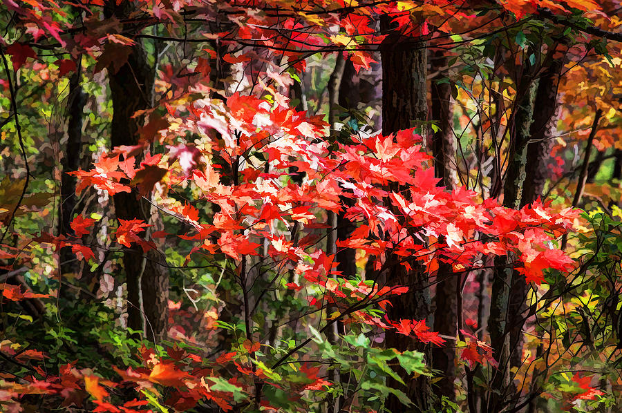 Fall Foliage Great Smoky Mountains Painted   #25 Photograph by Rich Franco