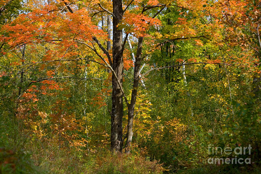 Fall Foliage #3 Photograph by Linda Freshwaters Arndt