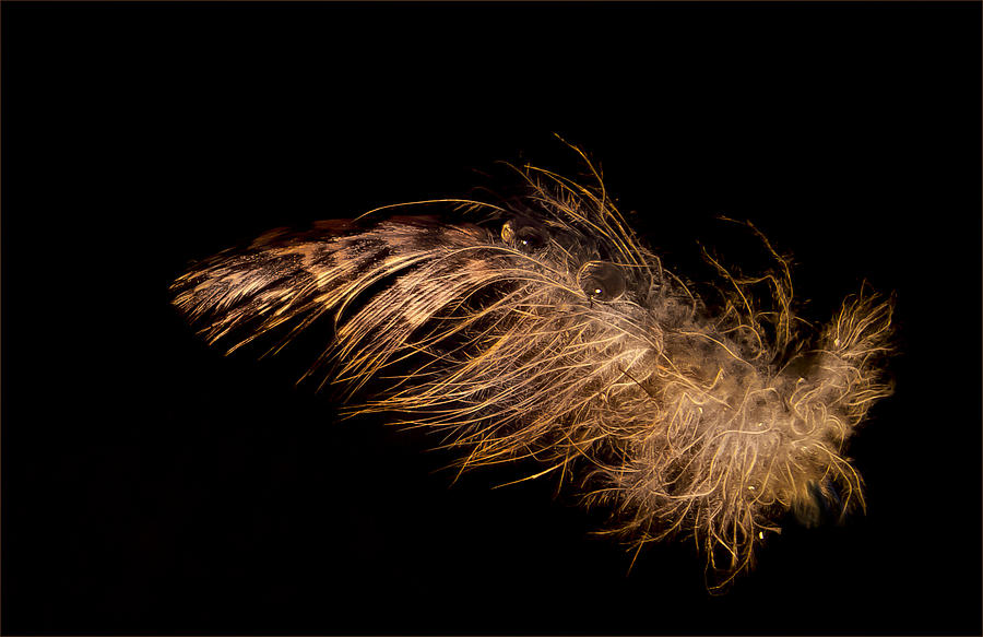 Feather #3 Photograph by Jean Noren