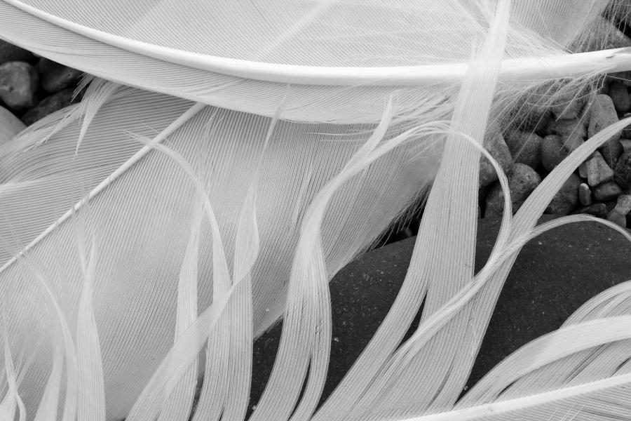 3 Feathers Black and White Photograph by Mary Bedy