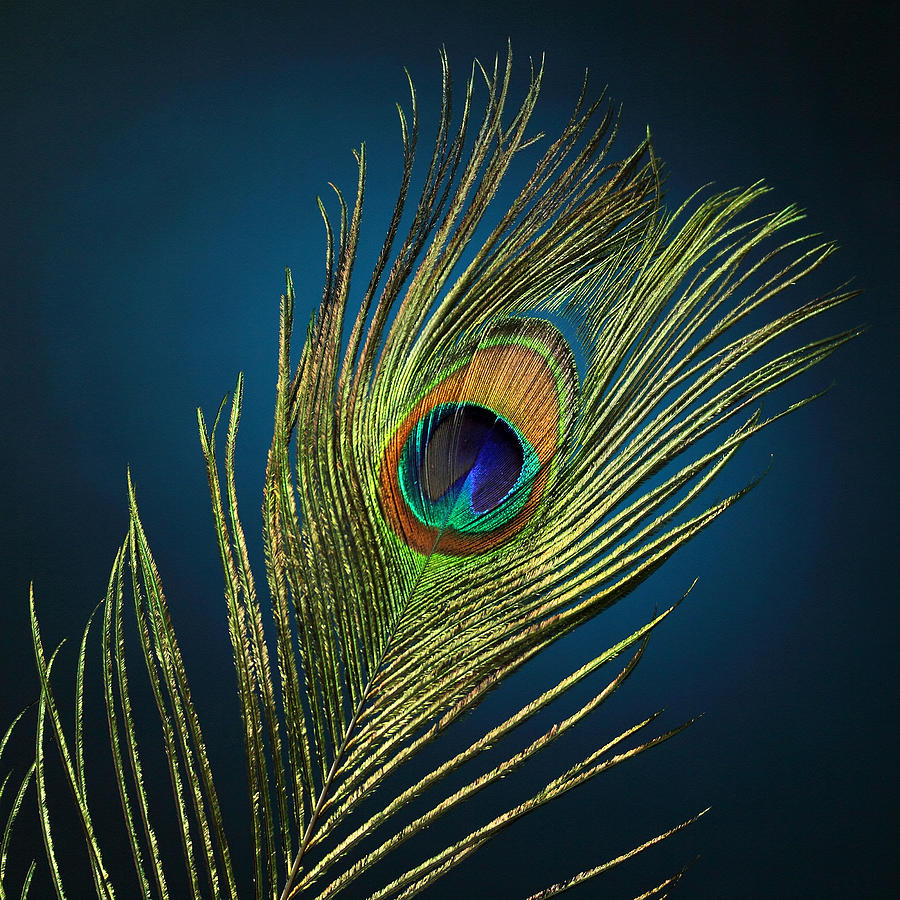 Feathers Photograph by Mark Ashkenazi