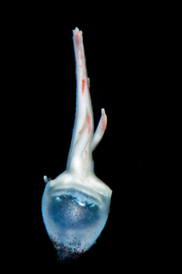 Female Anglerfish Linophryne Sp #3 Photograph by Dant Fenolio