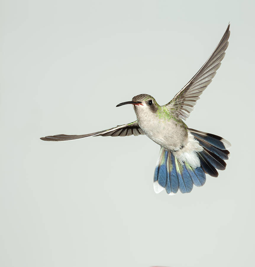 Female Broadbill Hummingbird #3 Photograph by Gregory Scott