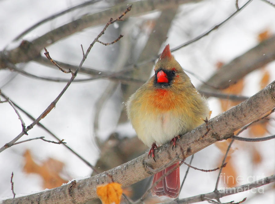 Female Cardinal in Winter #3 Photograph by Jack Schultz