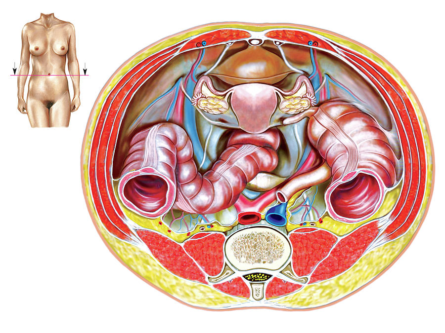 Female Genital System Photograph By Asklepios Medical Atlas Pixels