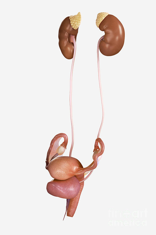 Female Genitourinary System Photograph By Science Picture Co Fine Art America 6253