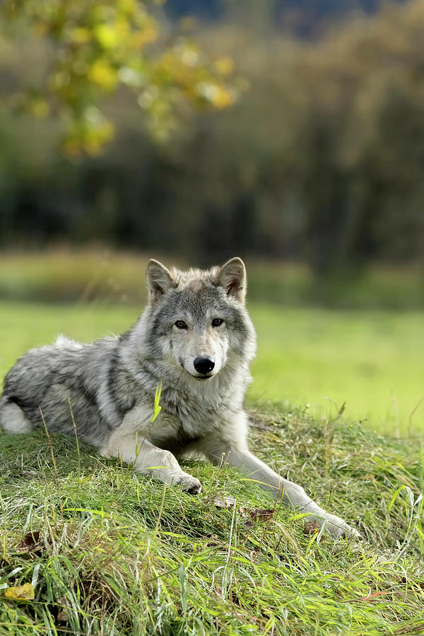 Female Gray Wolf  Canis Lupus #3 Photograph by Doug Lindstrand