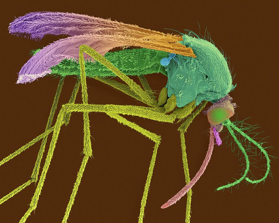 Insects Photograph - Female Mosquito #3 by Dennis Kunkel Microscopy/science Photo Library