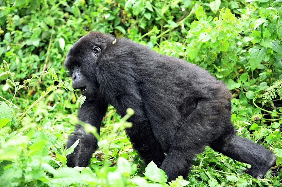 Volcanoes National Park Photograph - Female Mountain Gorilla #3 by Dr P. Marazzi/science Photo Library