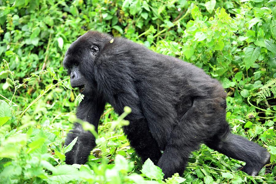 Muenster, Germany. 08th Dec, 2016. Female gorilla Changa Maidi