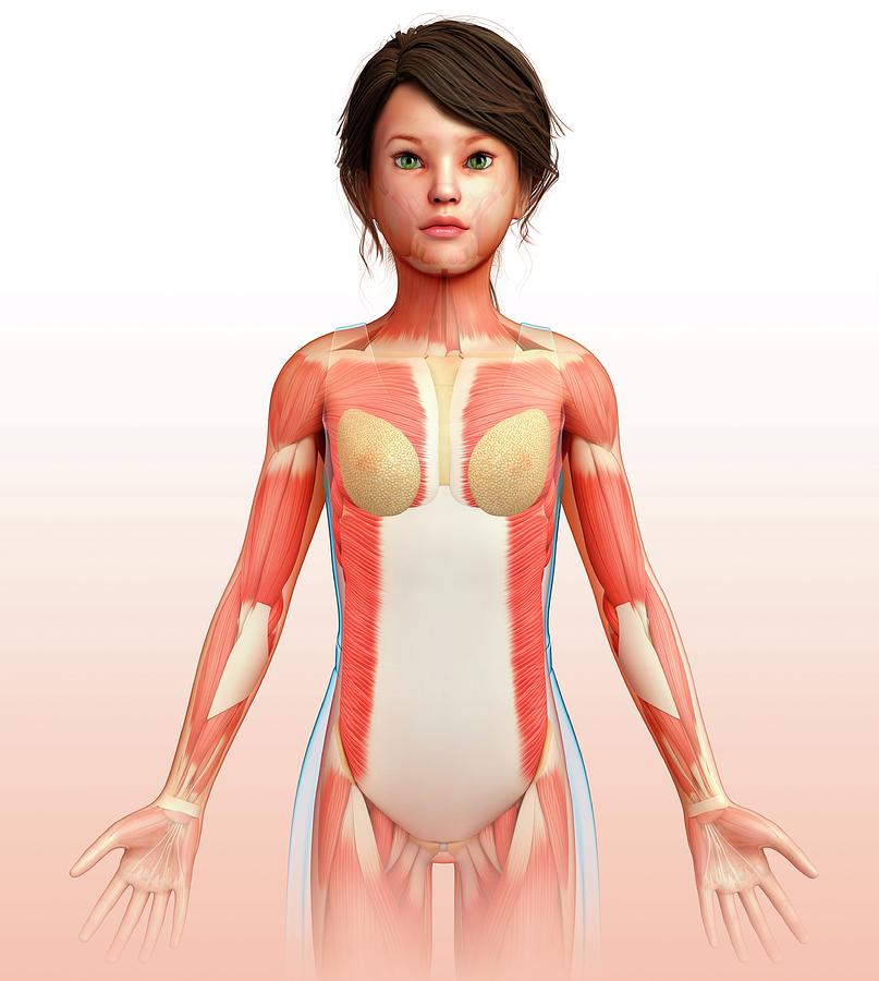 female human body systems