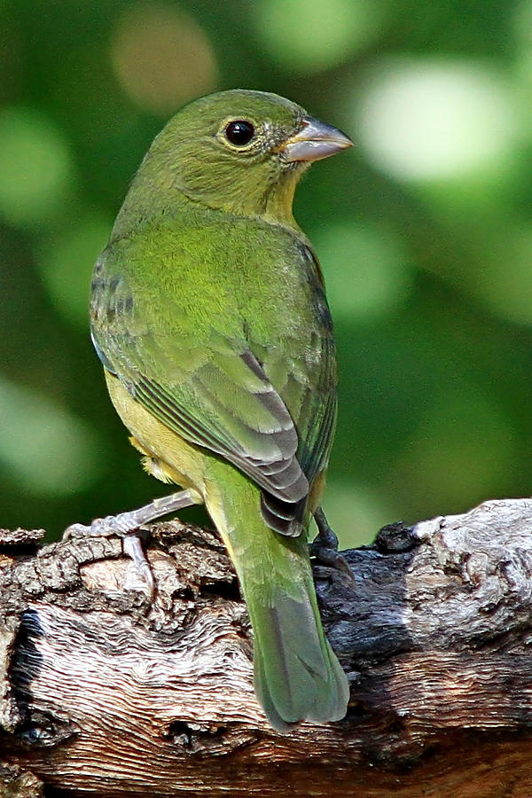 Female Painted Bunting Photograph by Ira Runyan Fine Art America