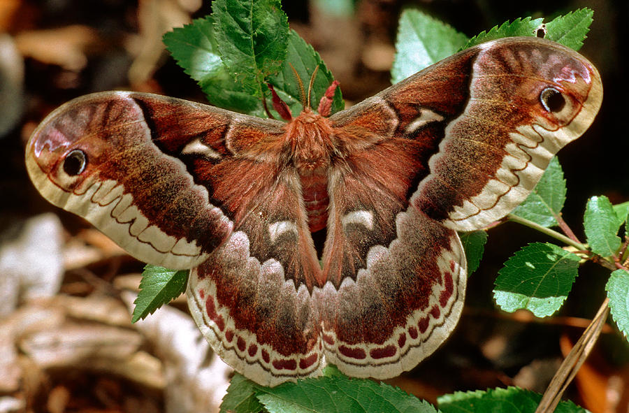 Animal Photograph - Female Promethea Moth #3 by Millard H. Sharp