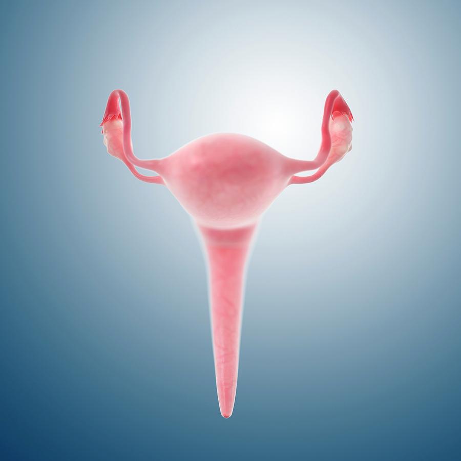 Female Reproductive Organs Photograph By Springer Medizin