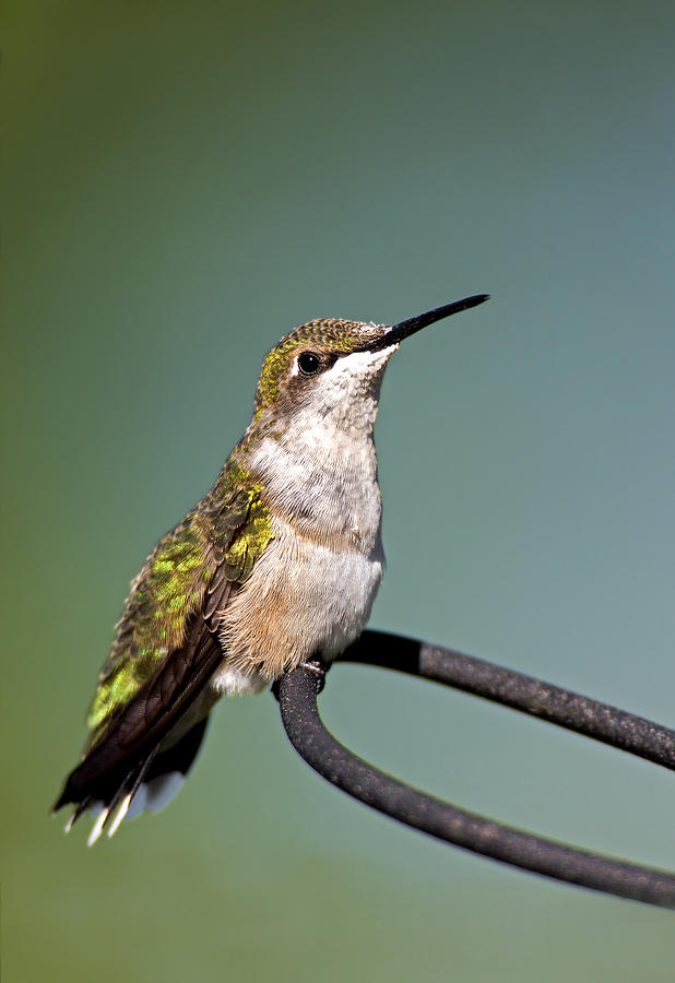 Female Ruby-Throated Hummingbird Photograph by Gerald Marella - Pixels