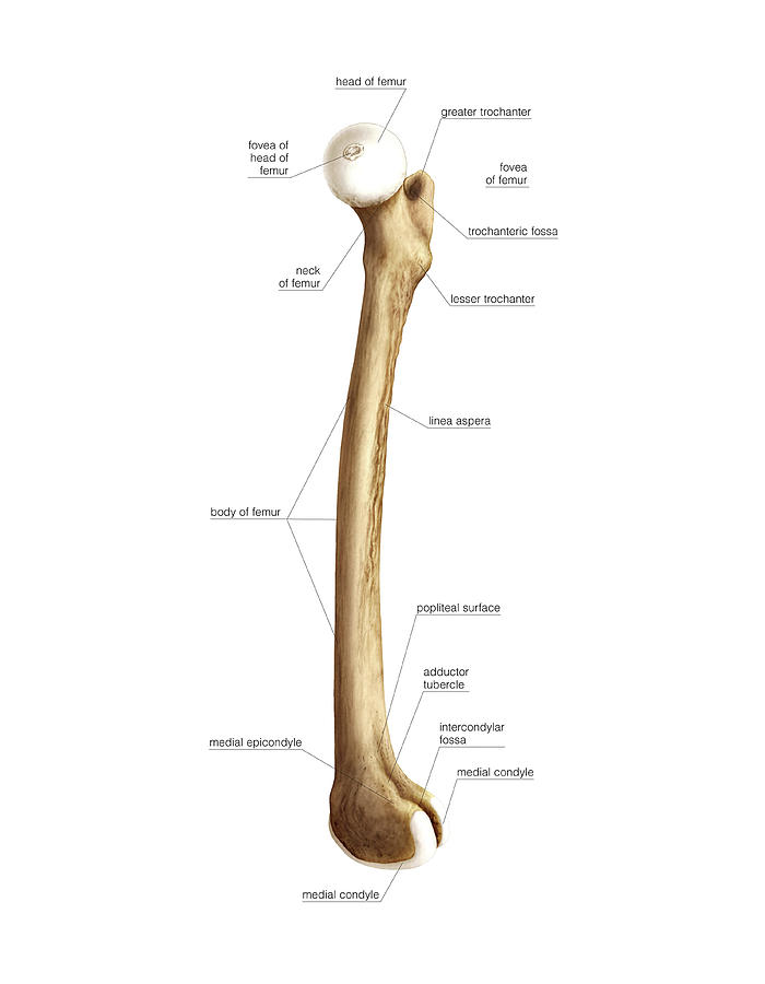 greater tubercle of femur