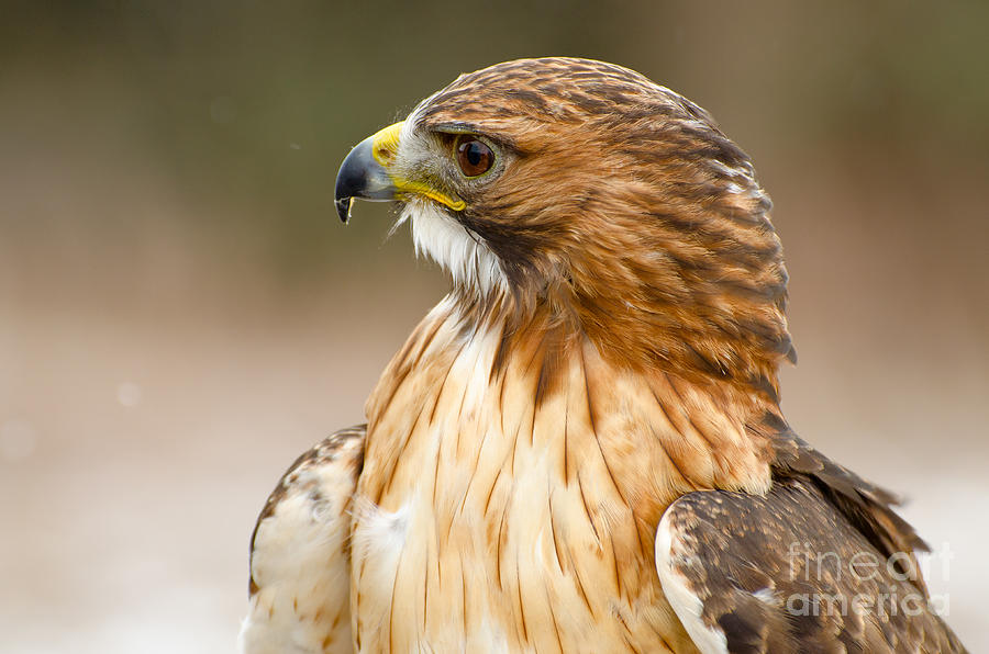 Ferruginous Hawk #3 Photograph by Les Palenik