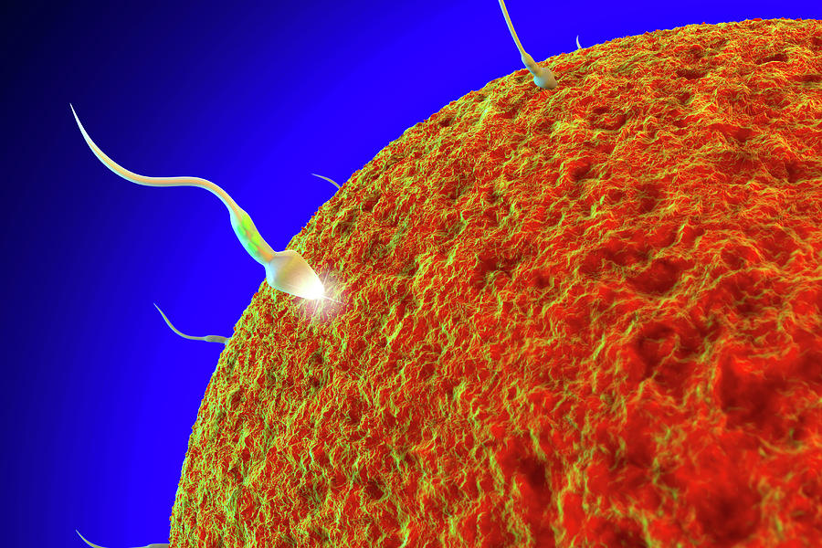 Fertilisation Photograph by Roger Harris/science Photo Library - Fine ...