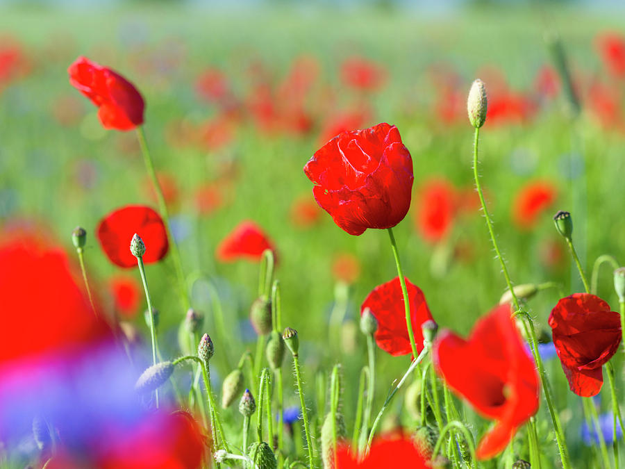 Field With Poppy And Cornflowers Photograph by Martin Zwick - Fine Art ...