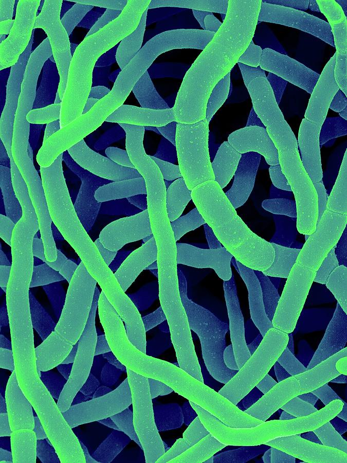 Filamentous Bacterium (streptomyces Rimosus) #3 Photograph by Dennis Kunkel Microscopy/science Photo Library
