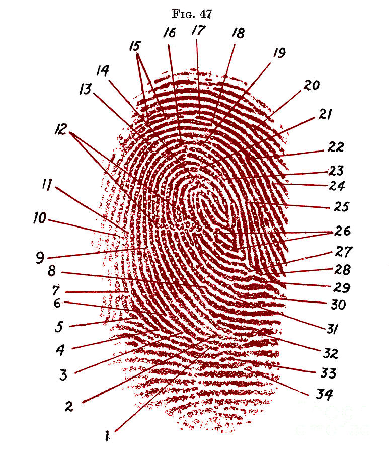 Fingerprint Diagram, 1940 #4 Photograph by Science Source