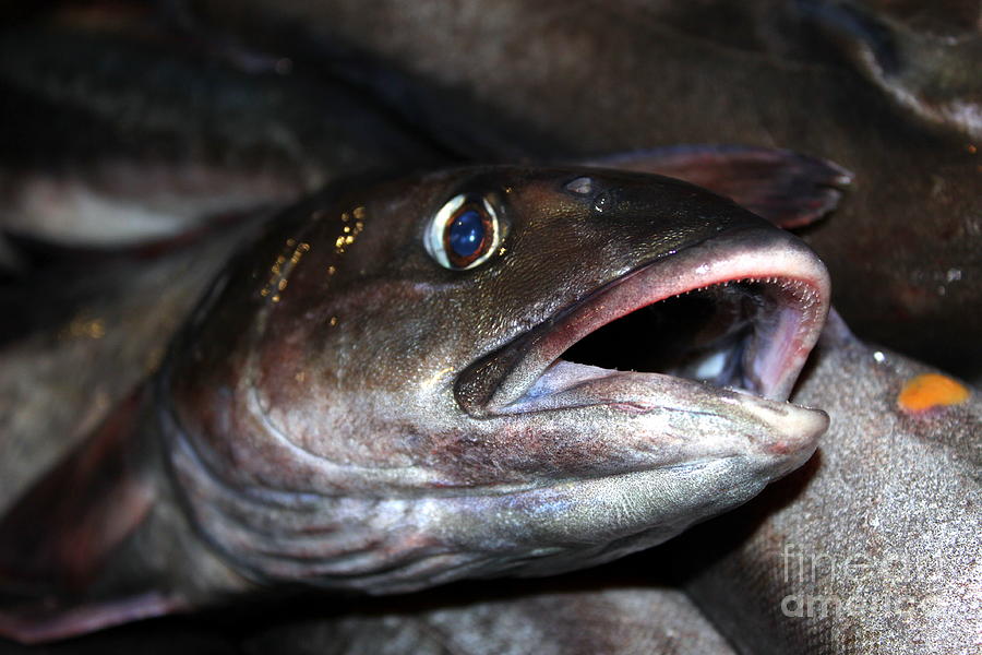 Fish Catch #3 Photograph by Henrik Lehnerer