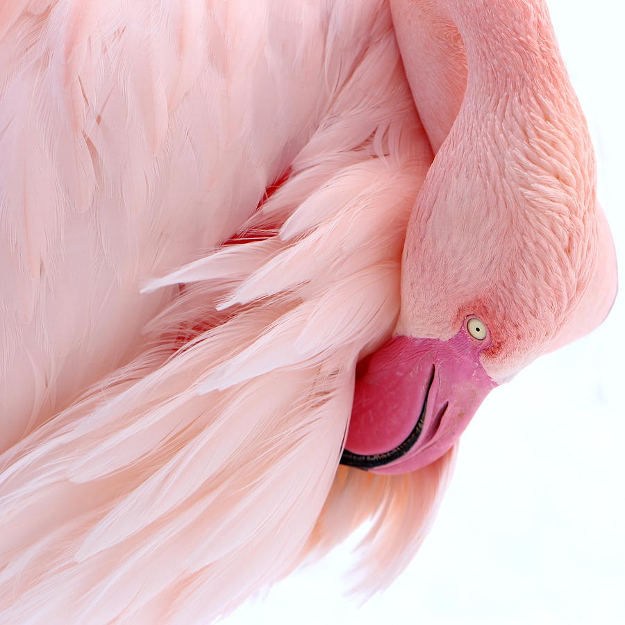 Flamingo Photograph - Flamingo #3 by Heike Hultsch