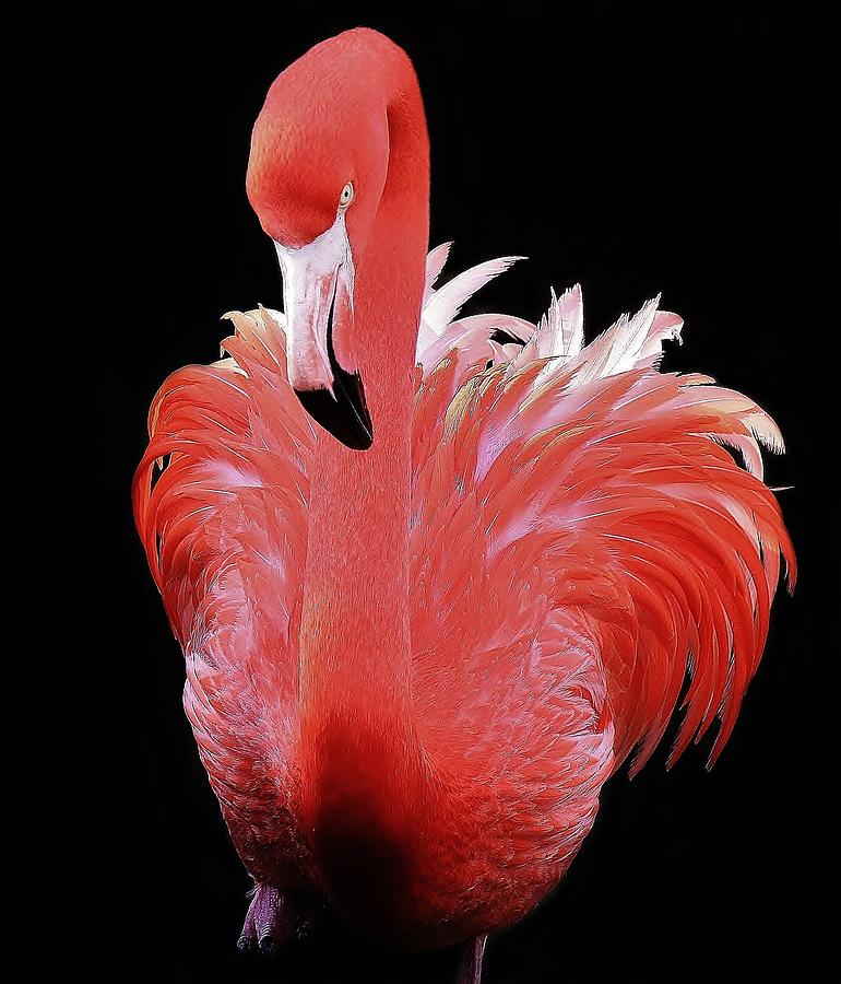 Flamingo Photograph - Flamingo #3 by Paulette Thomas