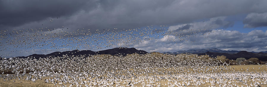 Goose Photograph - Flock Of Snow Geese Flying, Bosque Del #3 by Panoramic Images