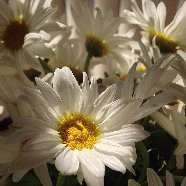 Flower Photograph - #floral #flowers #daisies #mv_floral #3 by Mike Valentine