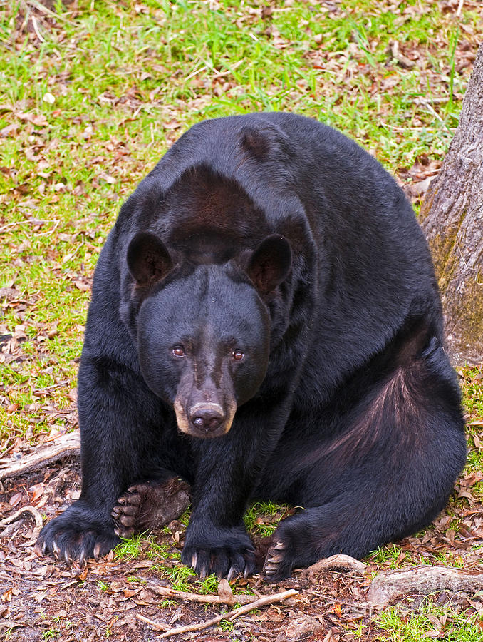 Florida Black Bear Photograph by Millard H. Sharp Fine Art America