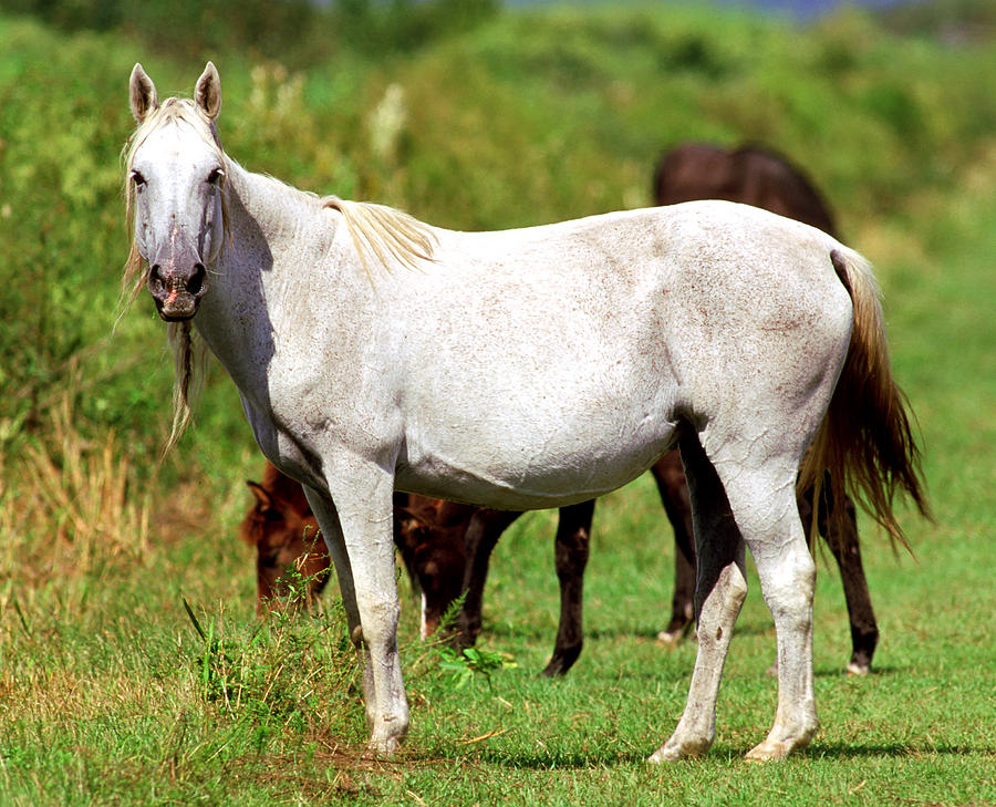 Horse Photograph - Florida Spanish Horse #5 by Millard H Sharp