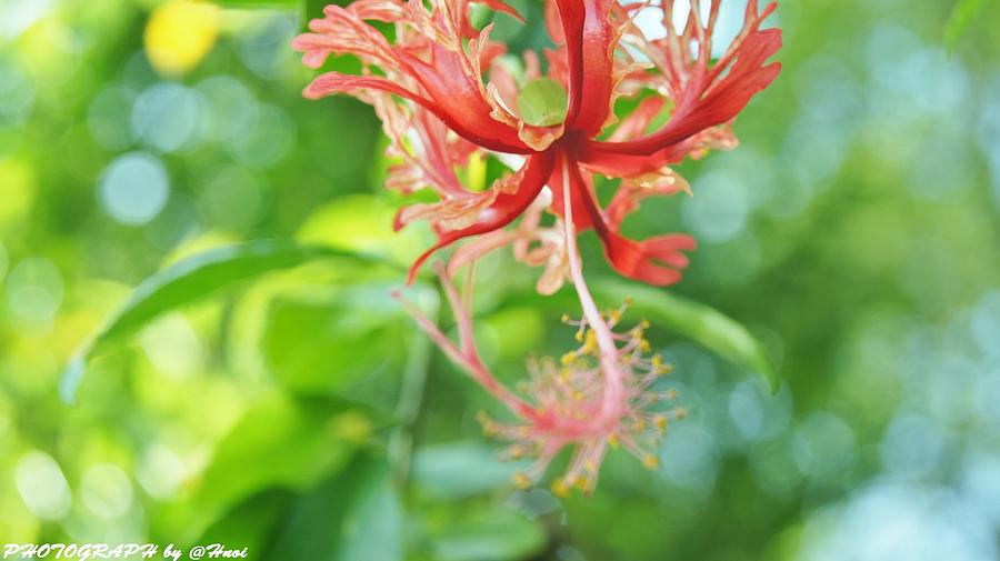 Flower beautiful #3 Photograph by Gornganogphatchara Kalapun