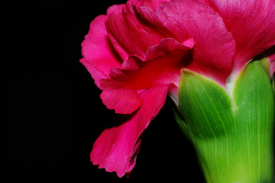 Flower Closeup #3 Photograph by Larah McElroy