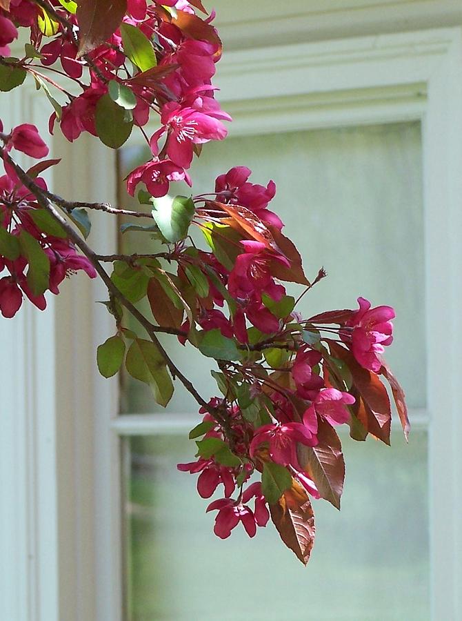 Flowering Crab Apple Window #3 Photograph by Kathleen Luther