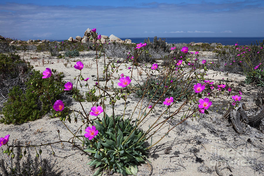 Renilla flowers and sand dunes during the Flowering Desert Chile Photograph by James Brunker