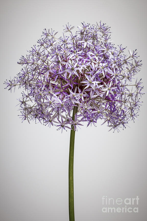 Flowering onion on gray Photograph by Elena Elisseeva