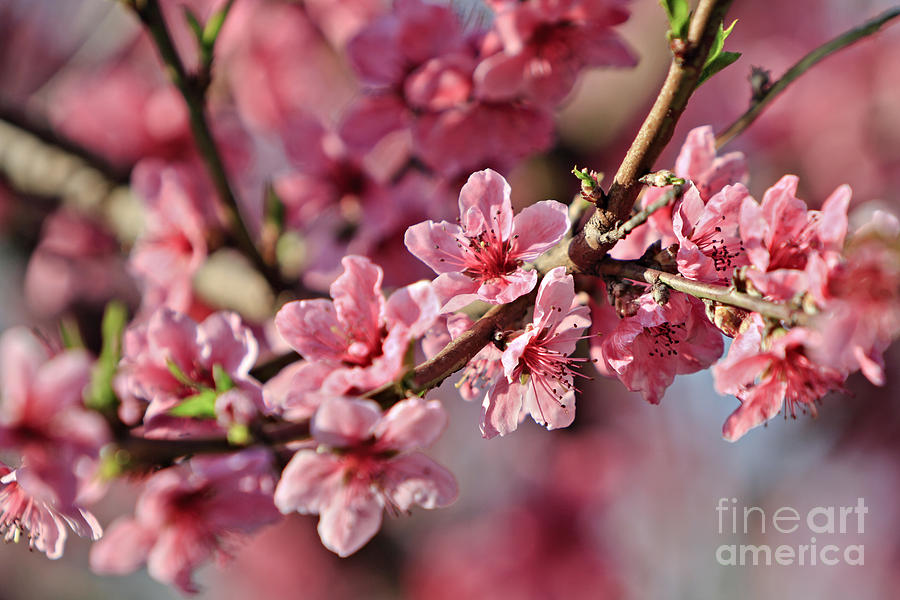 Flowering Peach Tree Photograph