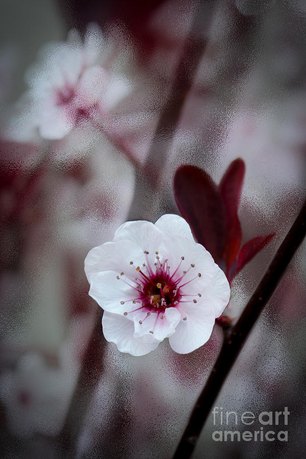 Flowering Plum #3 Photograph by Michael Arend