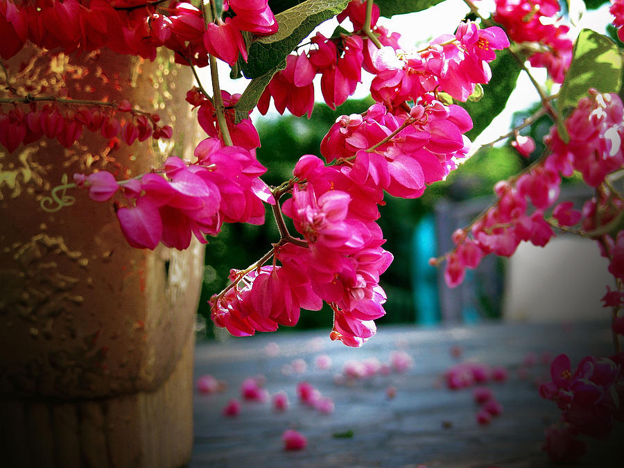 Flowers Photograph by Ron Braxton Sr Fine Art America