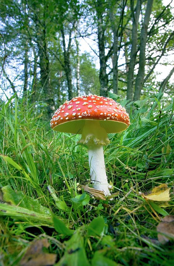 Fly Agaric Mushroom (amanita Muscaria) #3 Photograph by John Devries/science Photo Library