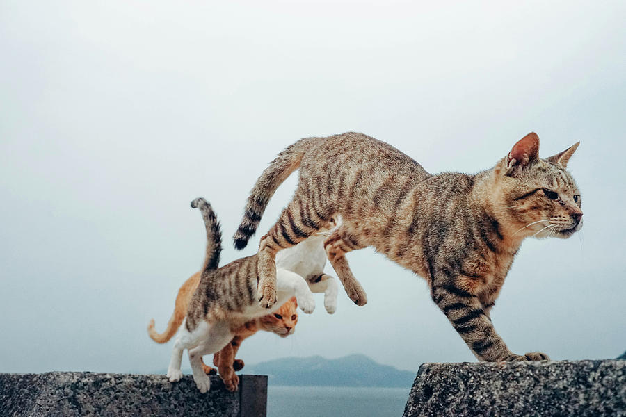 3 Flying Cats Photograph by Here It Is