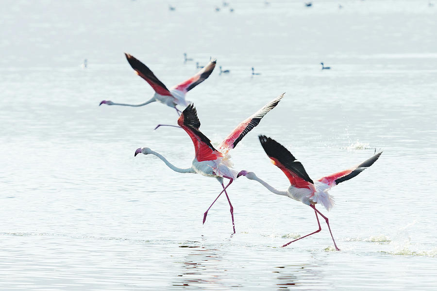 Flying Flamingo #3 Photograph by Ivanmateev