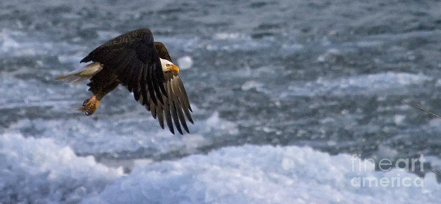 Flying Over Ice Photograph by J L Woody Wooden