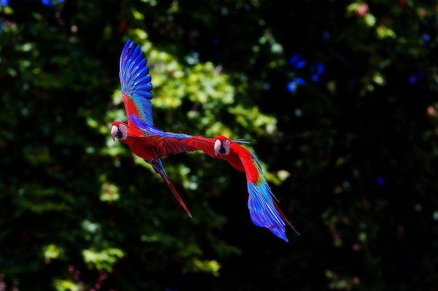 Parrot Photograph - Flying Parrots #3 by Ricardo Alves