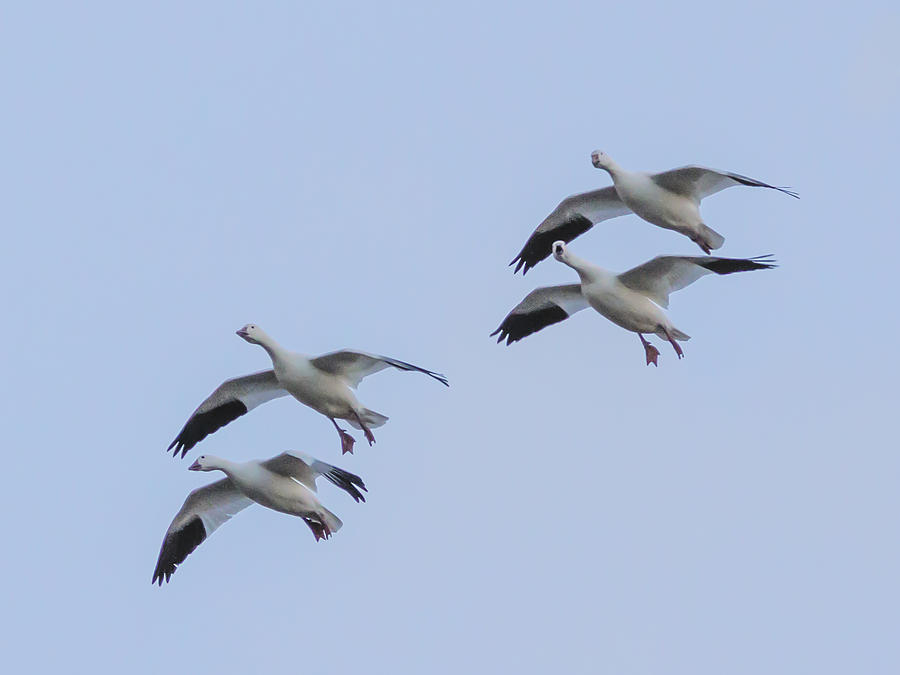 Flying Snow Geese #3 Photograph by Jean Noren