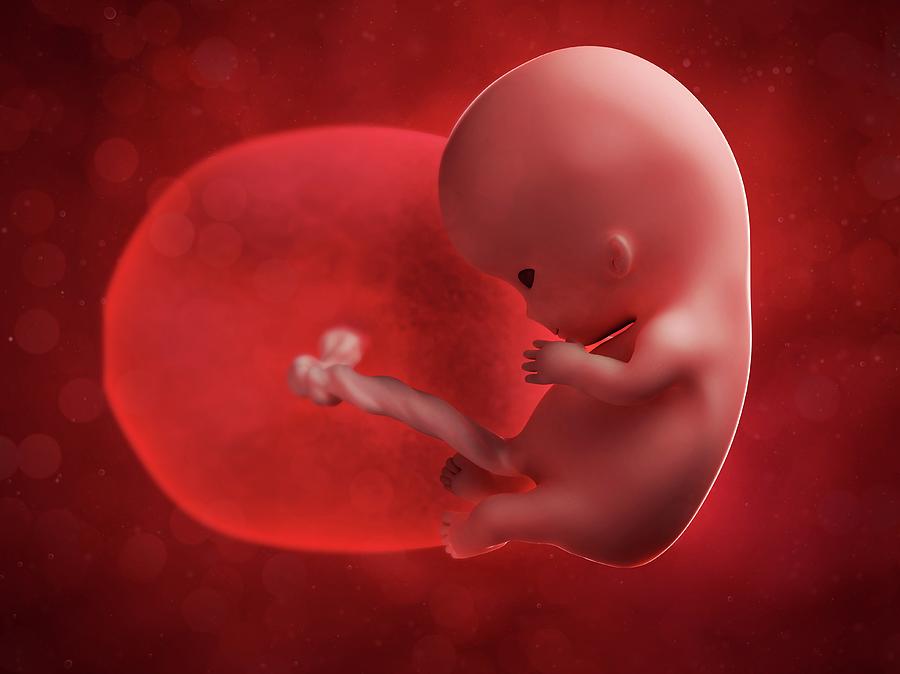 Foetus At 10 Weeks Photograph By Scieproscience Photo Library Fine Art America 