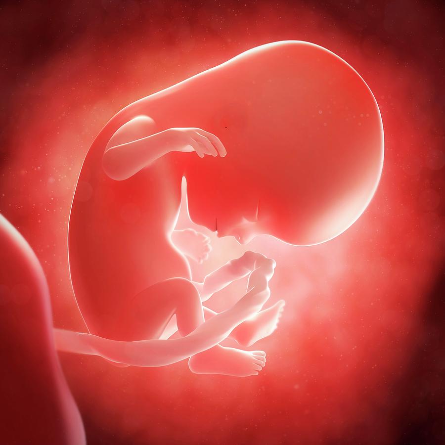 Эмбрион на 14 неделе беременности