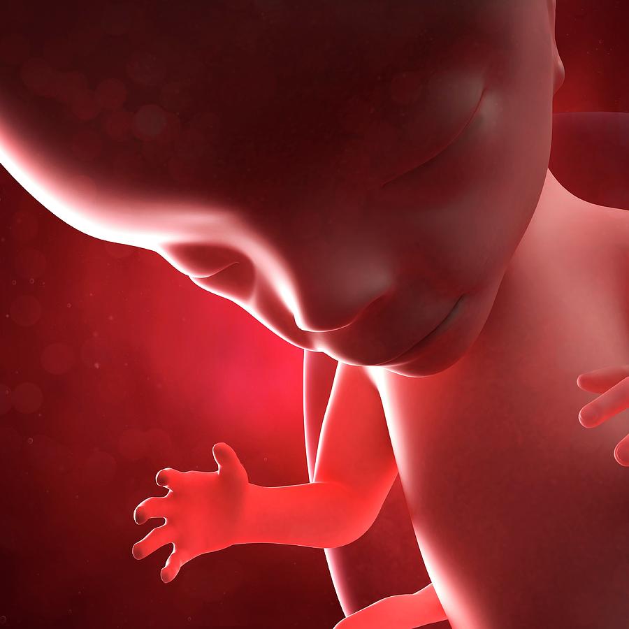 Foetus At 15 Weeks Photograph By Scieproscience Photo Library Fine Art America 